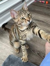 KITTEN SHILO - Photo 3