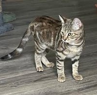 KITTEN SHILO - Photo 2