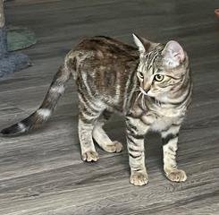KITTEN SHILO - Domestic Short Hair available for adoption