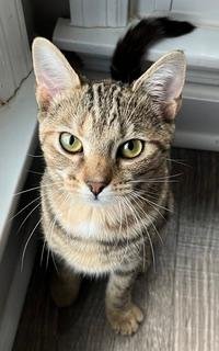 KITTEN SHILO - Domestic Short Hair available for adoption