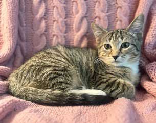 KITTEN SUSANNA - Tabby available for adoption