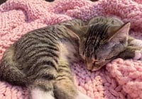 KITTEN SUSANNA - Photo 3