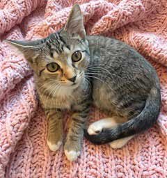 KITTEN SUSANNA - Tabby available for adoption