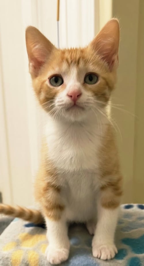 KITTEN BENSON - Tabby available for adoption