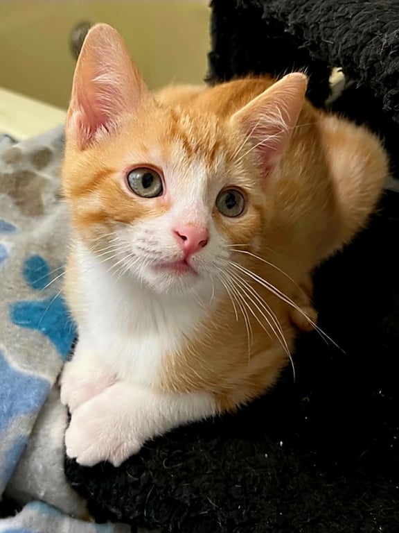 KITTEN BENSON Image