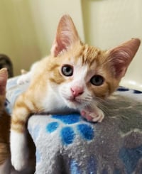 KITTEN BENSON - Photo 3