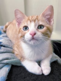 KITTEN BENSON - Photo 4