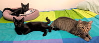 KITTY UNCLE DALE - Photo 4