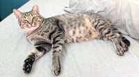 KITTY UNCLE DALE - Photo 3