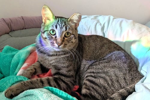 KITTY UNCLE DALE - Domestic Short Hair available for adoption