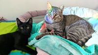 KITTY UNCLE DALE - Photo 2