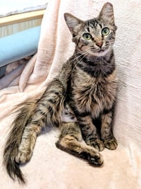 KITTEN TORI - Photo 3