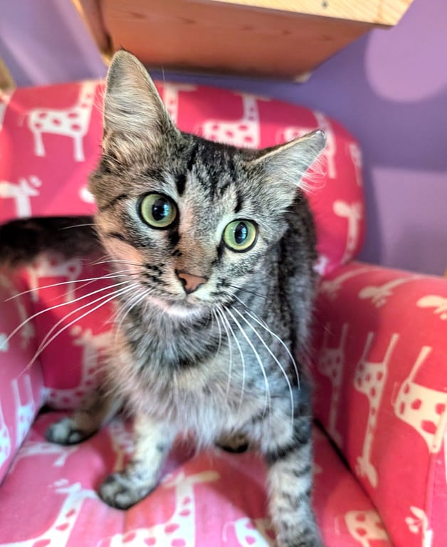 KITTEN TORI Image