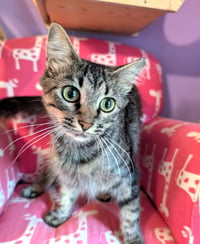 KITTEN TORI - Photo 1