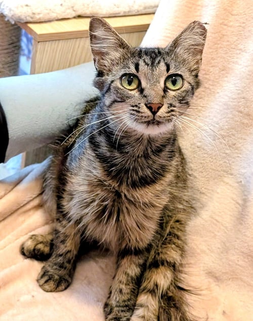 KITTEN TORI - Tabby available for adoption