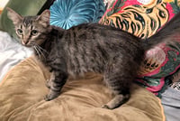 KITTEN TORI - Photo 4