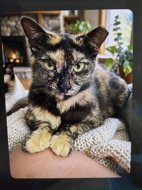 KITTY MALIBU - Tortoiseshell / Calico available for adoption