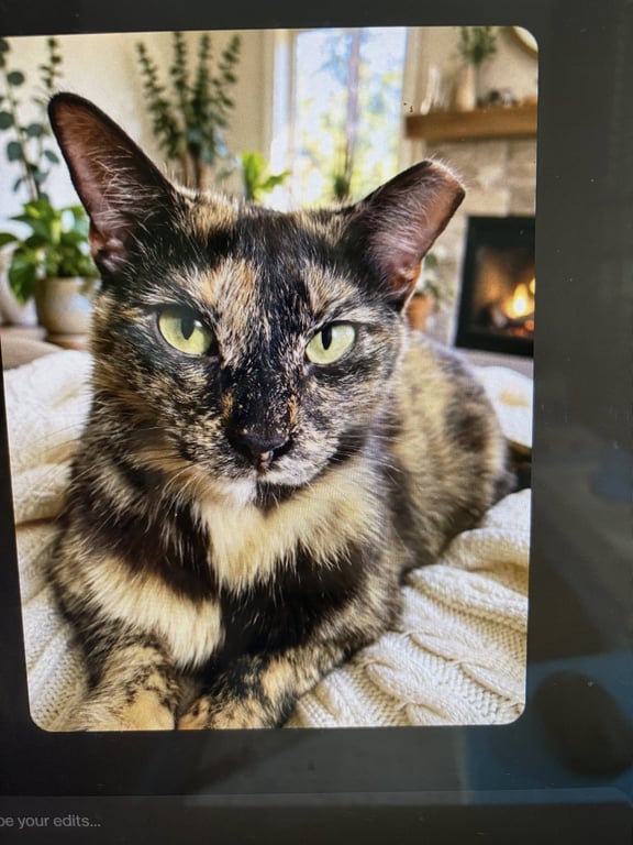 KITTY MALIBU Image