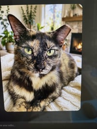 KITTY MALIBU - Photo 1