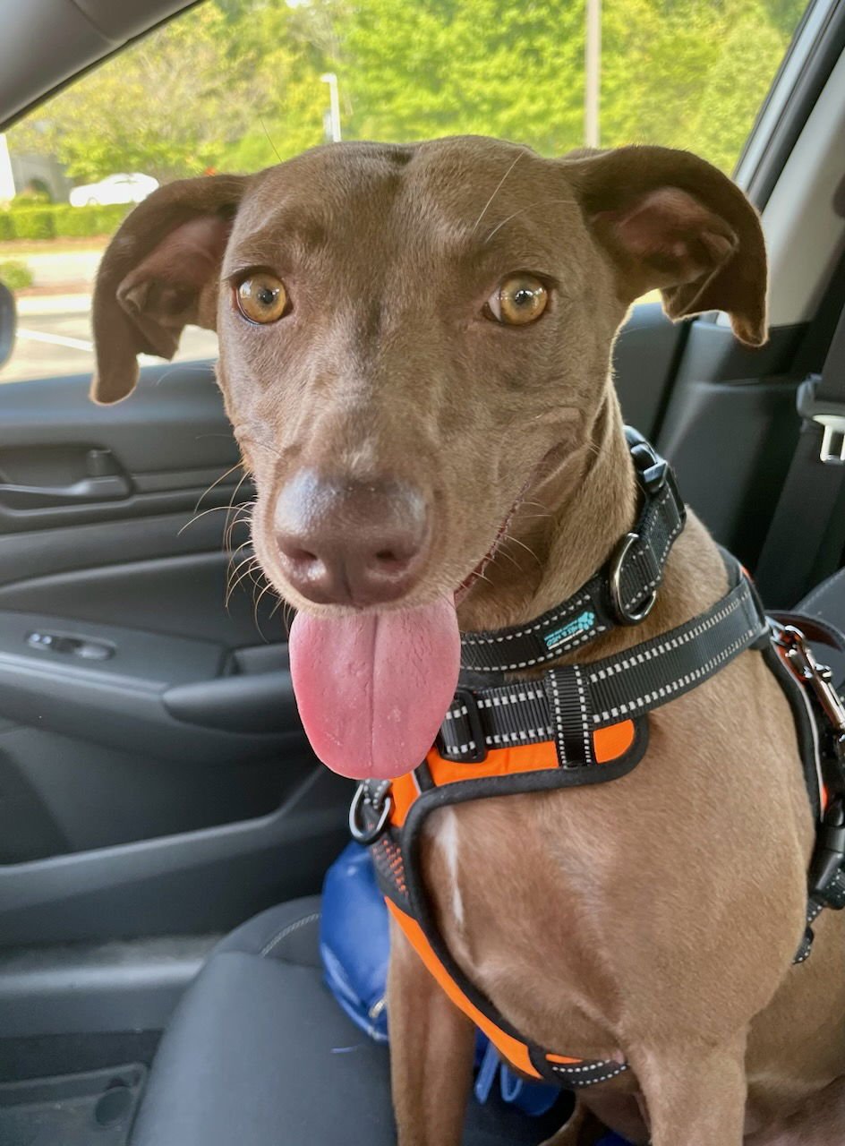 ESME 35 LBS EASY  GIRL - Vizsla / Labrador Retriever available for adoption