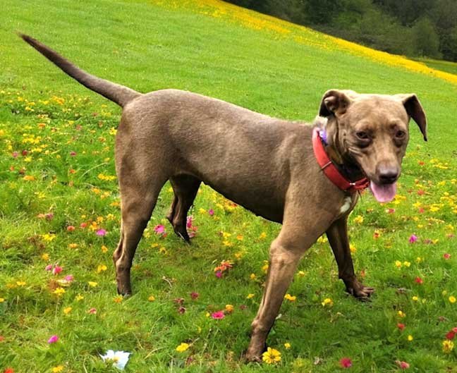 ESME 35 LBS EASY  GIRL - Photo 3