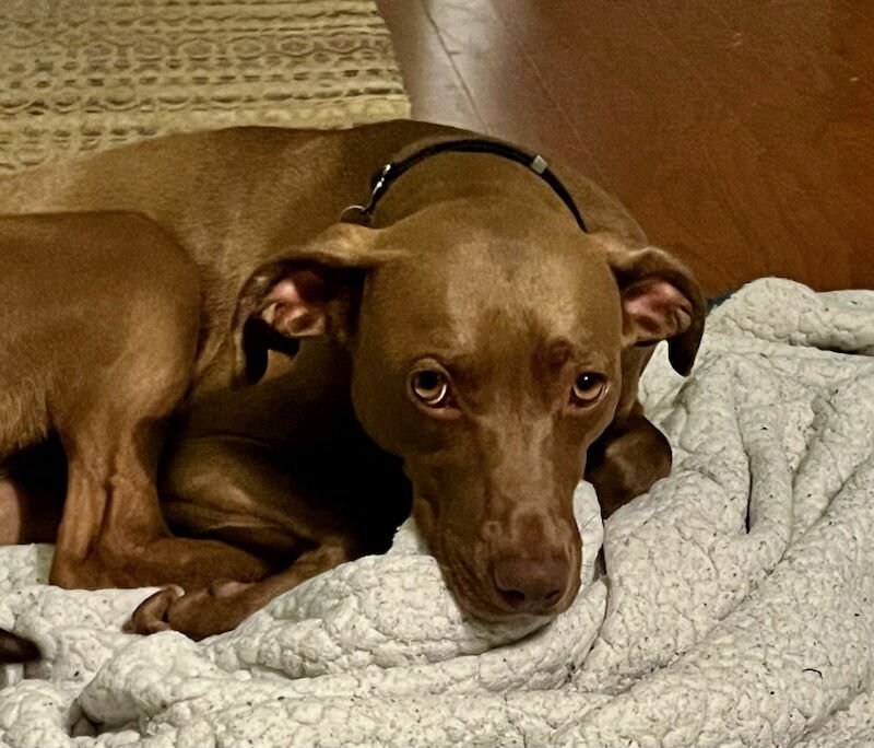 ESME 35 LBS EASY  GIRL - Photo 4