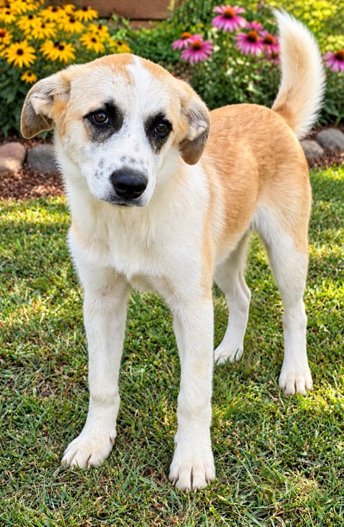 PUPPY KAROL - Great Pyrenees available for adoption