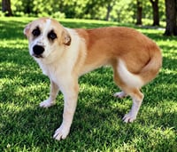 PUPPY KAROL - Photo 3