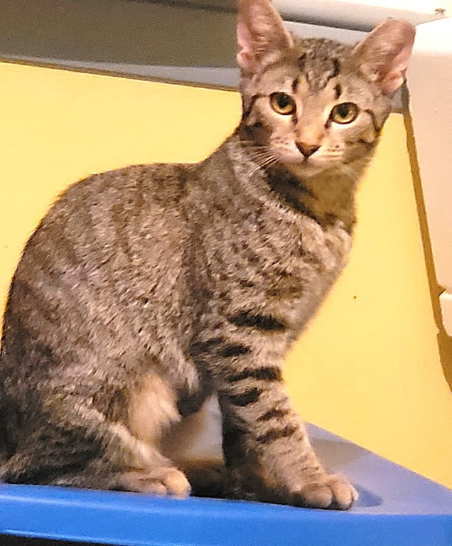 KITTEN MAJOR Image