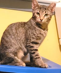KITTEN MAJOR - Photo 1