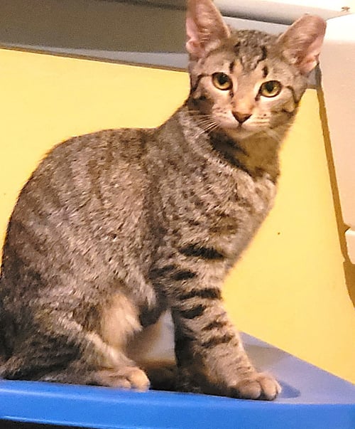KITTEN MAJOR - Tabby available for adoption