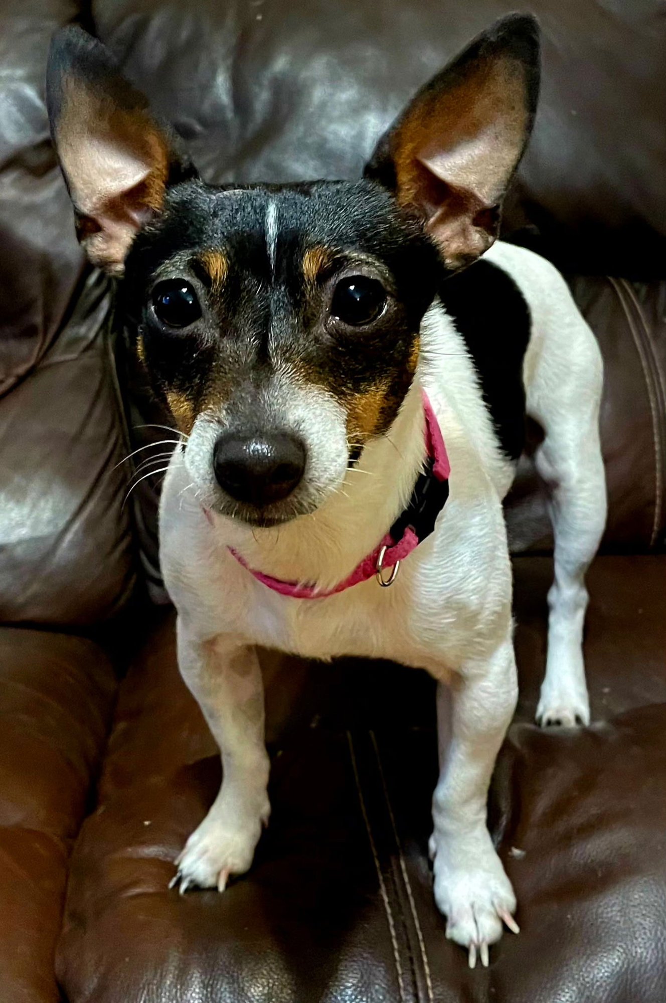 DANICA - Rat Terrier available for adoption