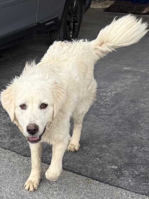 MAJA - Great Pyrenees available for adoption