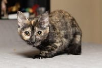 KITTEN STELLA - Photo 2