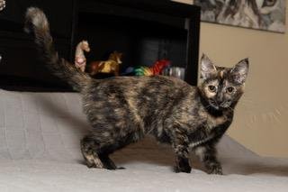 KITTEN STELLA - Tortoiseshell available for adoption