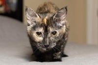 KITTEN STELLA - Photo 3