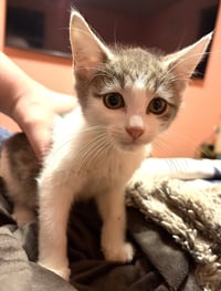 KITTEN SUPER STORMY - Photo 3