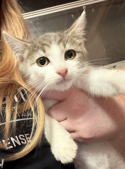 KITTEN SUPER STORMY - Domestic Medium Hair / Tabby available for adoption