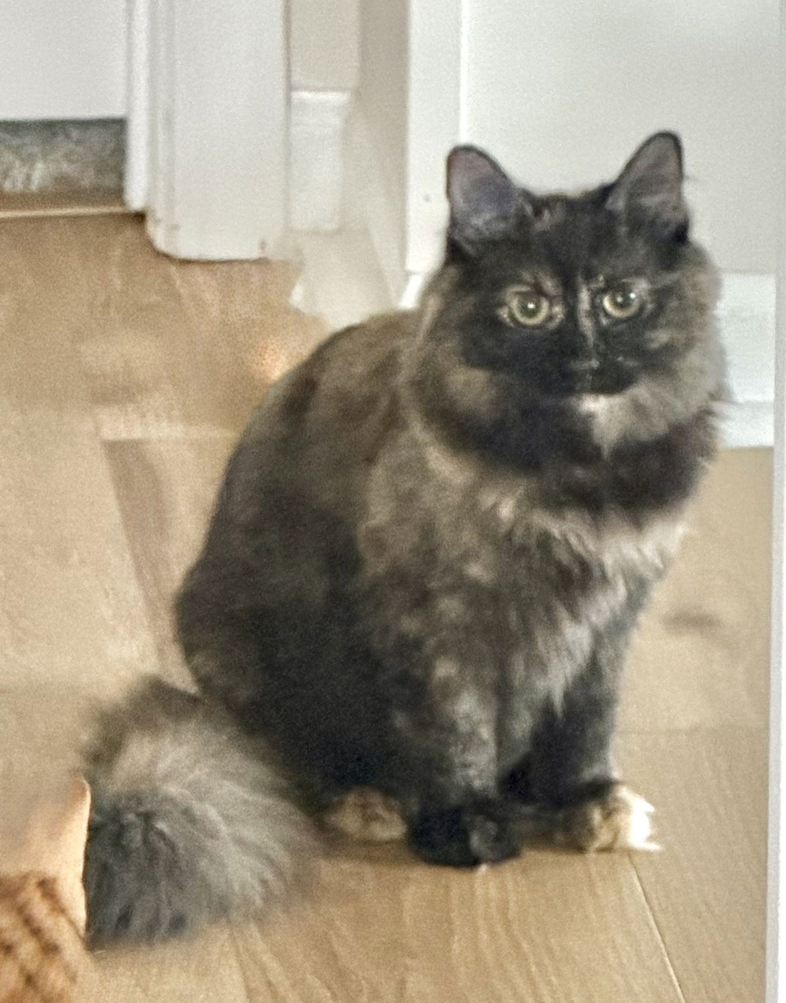 KITTEN STORMY - Domestic Short Hair available for adoption