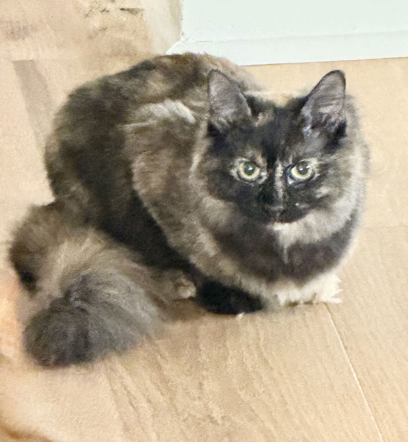 KITTEN STORMY - Domestic Short Hair available for adoption