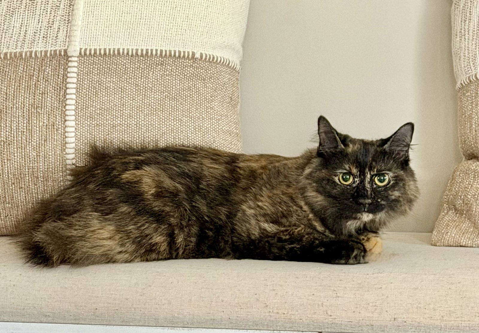 KITTEN STORMY - Photo 3