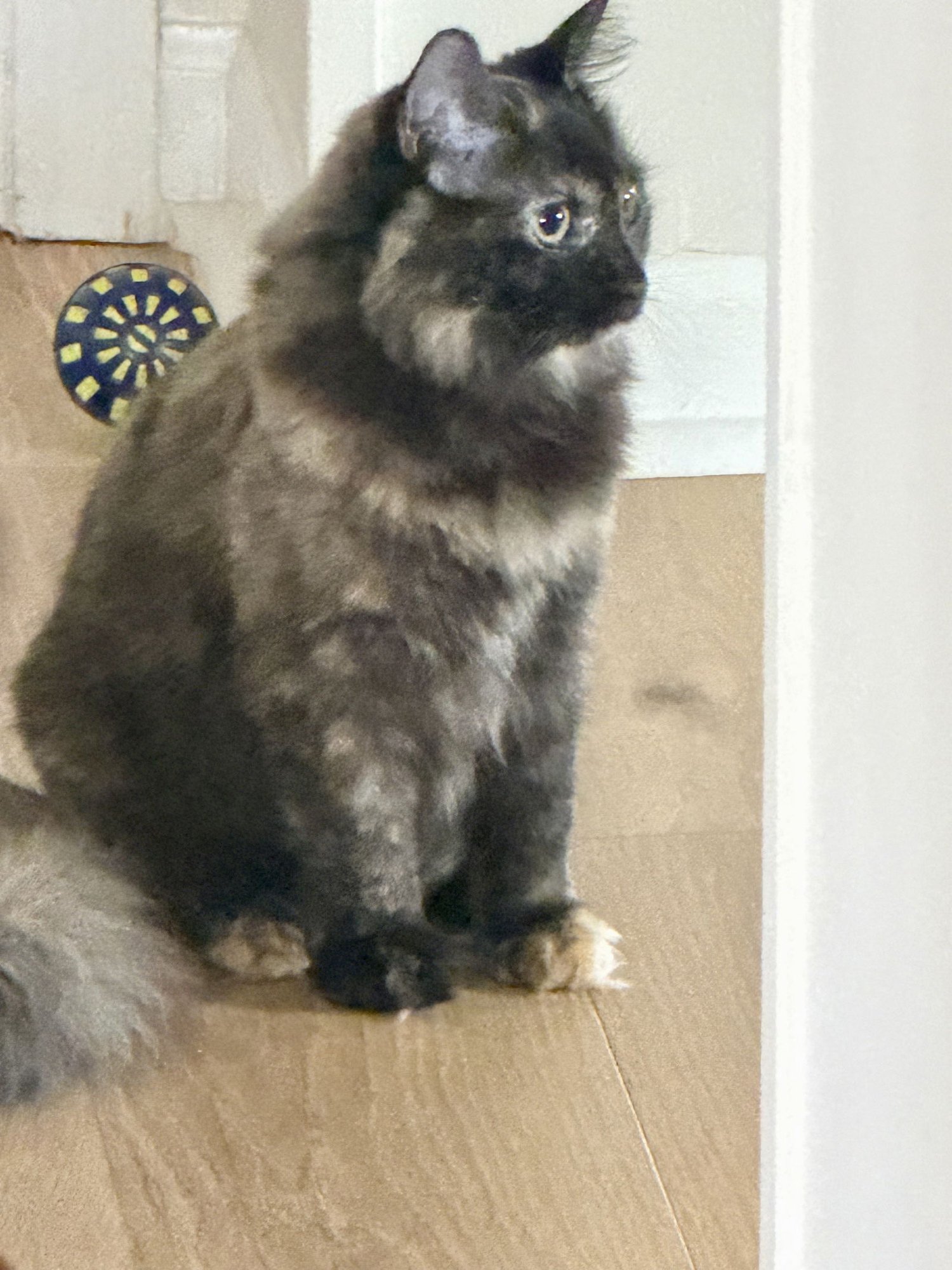 KITTEN STORMY - Photo 4