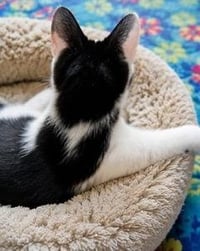 KITTEN PETEY - Photo 3
