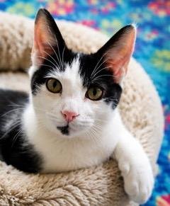 KITTEN PETEY Image