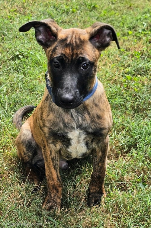 GUNNERMAN - Belgian Shepherd Malinois available for adoption