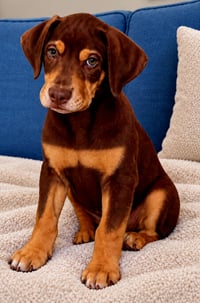 PUPPY DEANO - Photo 3