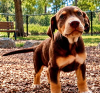 PUPPY DEANO - Photo 4
