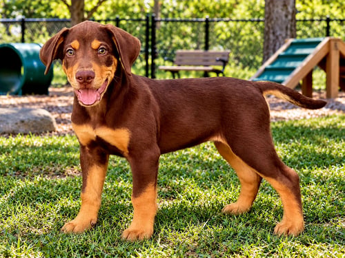 PUPPY DEANO - Golden Retriever / Hound available for adoption