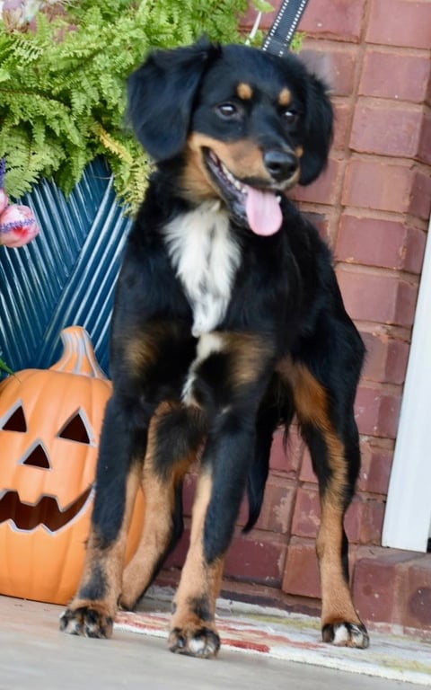 BAILEY GIRL Image