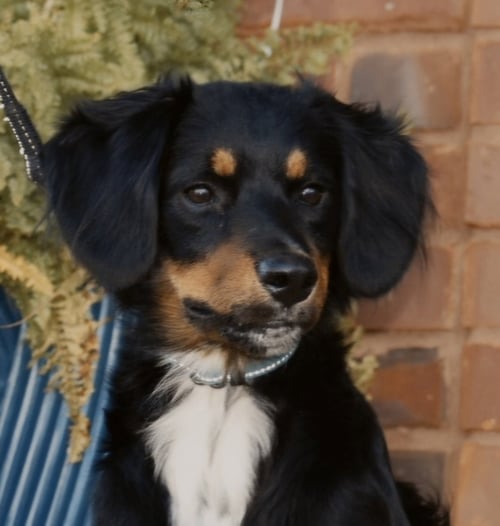 BAILEY GIRL - Australian Shepherd available for adoption
